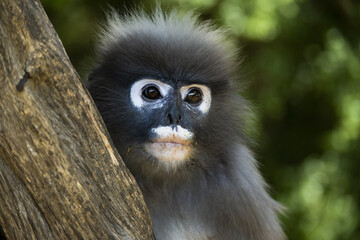 Singes à lunettes ou langurs obscurus (dusky leaf monkey) dans leur habitat naturel (forêt tropicale), certains avec leur petit
