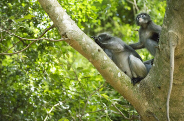 Singes à lunettes ou langurs obscurus (dusky leaf monkey) dans leur habitat naturel (forêt tropicale), certains avec leur petit
