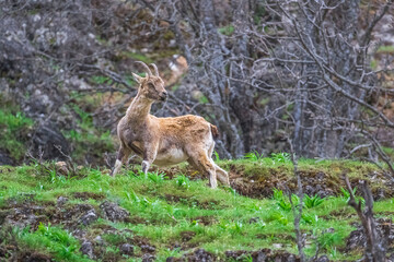 Wild goats (Capra aegagrus) live in rocky mountains covered with caves and grasses at 1500 meters high rocky places. This photograph was taken in the Elazıg City o Turkey.