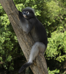 Singes à lunettes ou langurs obscurus (dusky leaf monkey) dans leur habitat naturel (forêt tropicale), certains avec leur petit
