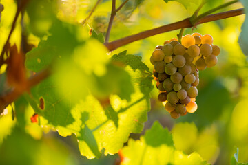 White grapes (vitis vinifera) ready to be harvested.