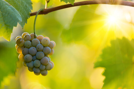 White grapes (vitis vinifera) ready to be harvested.