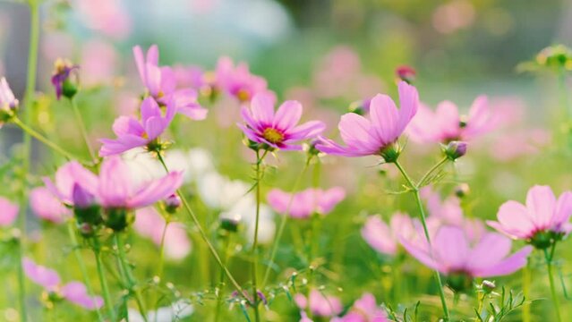 beautiful pink cosmos flowers blooming in the garden
