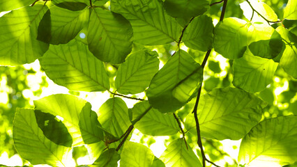 8K resolution. Green leaves of beech tree during sunny day, macro shot - obrazy, fototapety, plakaty