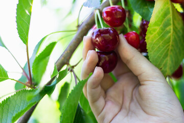 hand holds ripe cherries on a branch