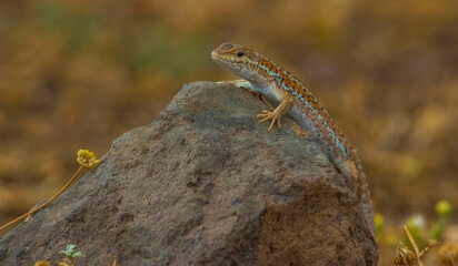 Anatolia lizard (Apathya cappadosica) Iran, Iraq, Syria, and is a lizard species endemic to Turkey.