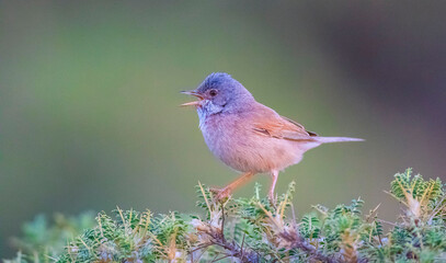 Spectacled Warbler (Sylvia conspicillata) is a species of bird that lives in high altitudes,...