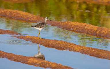 Wood Sandpiper (Tringa glareola) is a common wetland bird