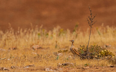 Cream-colored cours Cursorius cursor, every year comes from Africa in the spring to breed the southern part of Turkey. In autumn, she returns to Africa again for the winter with her new adult behavior