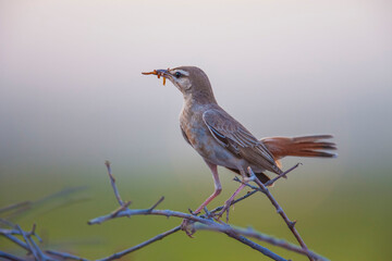Rufous-tailed Scrub Robin (Cercotrichas galactotes) offspring in summer and summer season. In addition to the insects, they also break down the worms and break them down into small pieces.