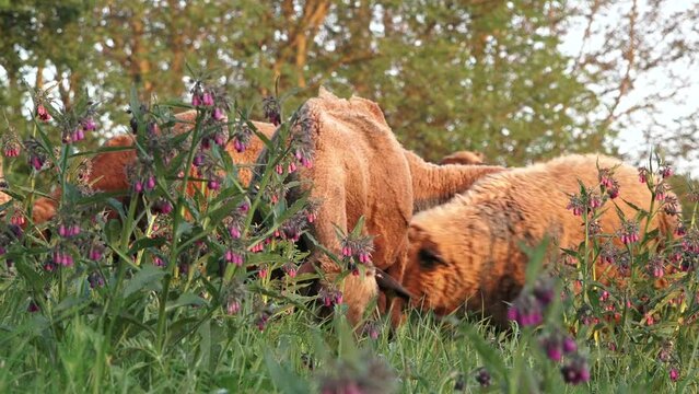 A sheep herd is eagerly eating grass and clover, wright next to some spring wild flowers on a late afternoon light.