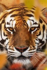 Portrait of a beautiful siberian tiger feline