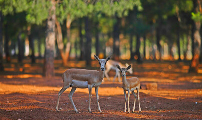 Goitered gazelle (Gazella subgutturosa) lives in Şanlıurfa on national parks in Turkey.