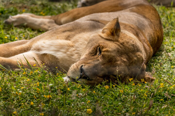 Lioness asleep in the grass