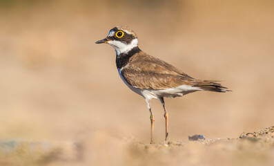 Little Ringed Plover (Charadrius dubius) is one of the most worm-eating birds in wetlands