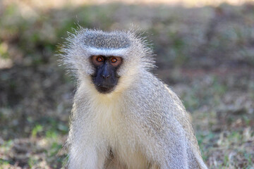 Naklejka premium Vervet Monkey, Kruger National Park, South Africa