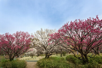 昭和記念公園（東京都立川市）