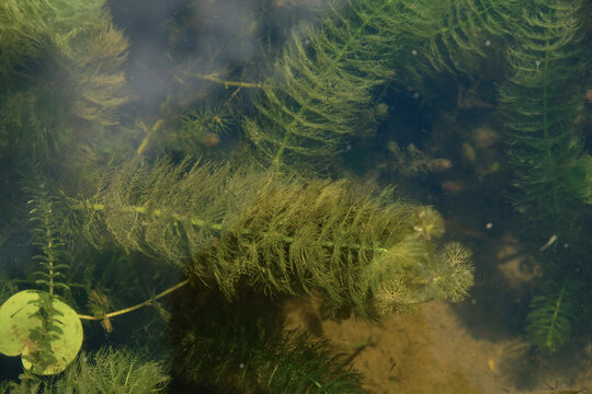 Green river algae accumulate nitrogen and stoneworts on the leaves.