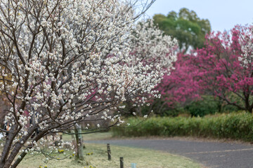 昭和記念公園（東京都立川市）