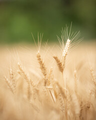 Ripe wheat field ears closeup