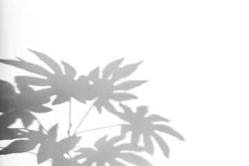 Shadows from plants on a white wall. Pattern from the leaves of flowers, bushes or trees. Beautiful background of plant leaves.