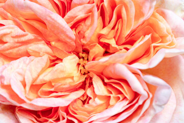 Flower pink color close-up