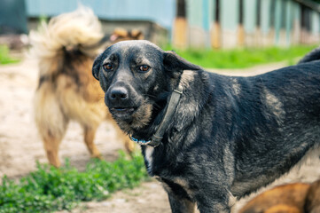 Dog at the shelter. Dogs walking in the animal shelter outdoor
