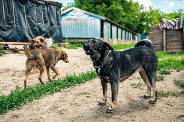 Dog at the shelter. Dogs walking in the animal shelter outdoor