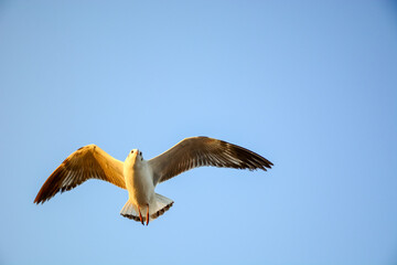 seagull in flight