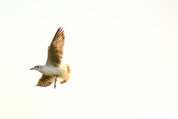 seagull in flight