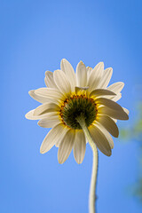 Pretty anthemis tinctoria flowers, known as Dyer's chamomile, in the summer sunshine