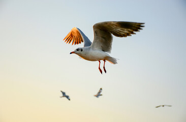 seagull in flight