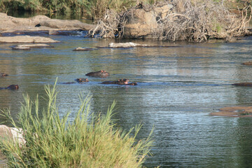 Hippopotamus in the water, Kruger National Park, South Africa