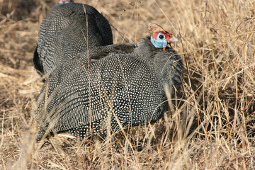 Helmeted Guineafowl, Kruger National Park, South Africa