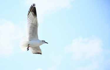 seagull in flight