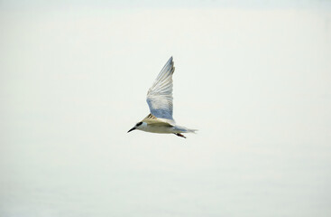 seagull in flight
