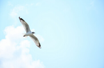 seagull in flight