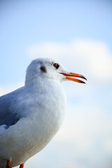 black headed gull