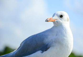 seagull on blue sky