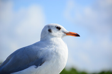 close up of a seagull