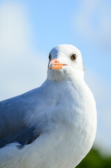 seagull on a sky