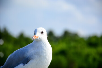 seagull on blue sky