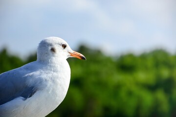 Obraz premium seagull on the beach