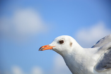 seagull on blue sky