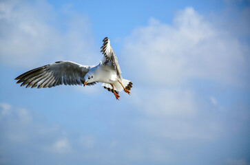 seagull in flight