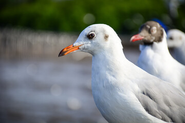 seagull on the beach