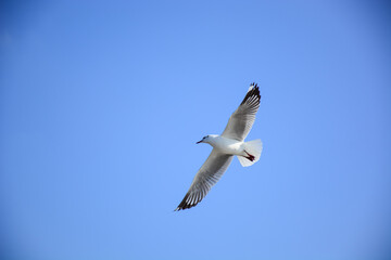 seagull in flight
