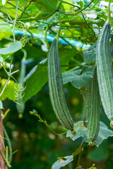 Close-up of loofah grown in a melon stand on a farm
