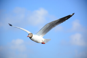Fototapeta premium seagull in flight