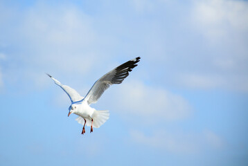 seagull in flight